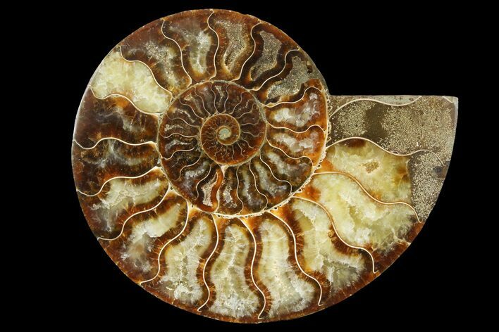 Cut & Polished Ammonite Fossil (Half) - Madagascar #157938